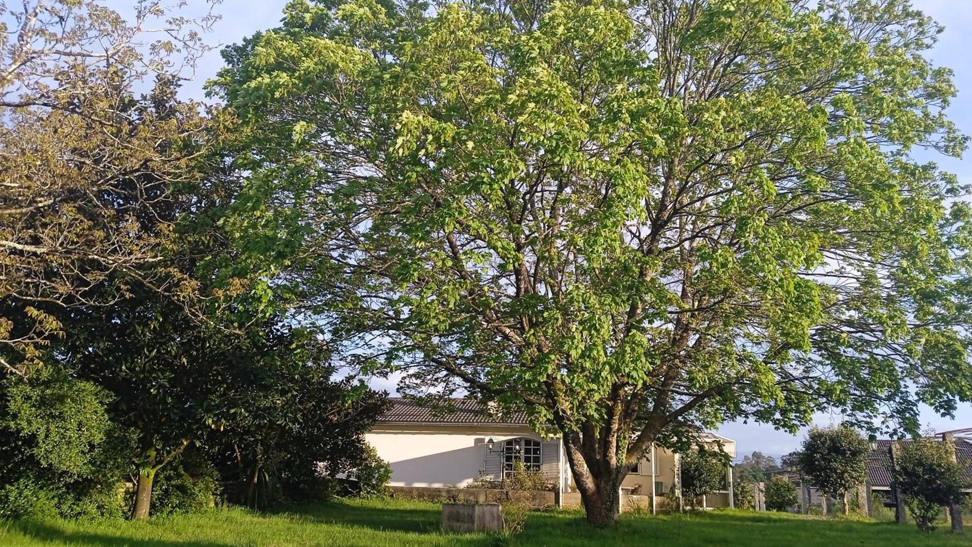 A Casa De Abelleira Ponteareas B&B 외부 사진